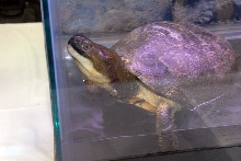 Reptile Fest 2010