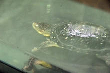 Reptile Fest 2010