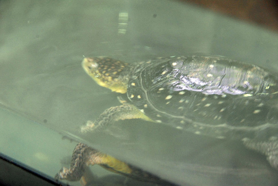 Reptile Fest 2010