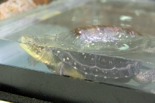 Reptile Fest 2010
