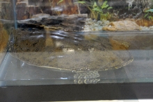 Reptile Fest 2010