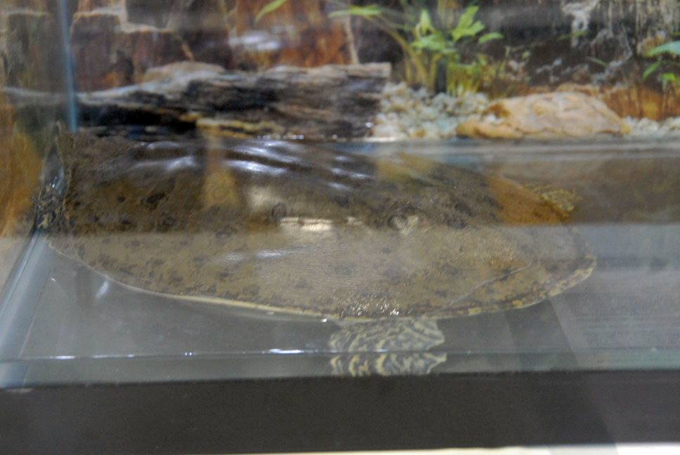 Reptile Fest 2010