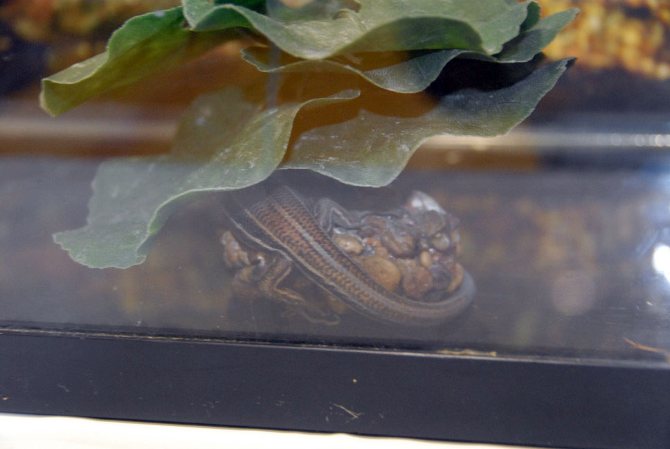 Reptile Fest 2010