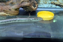 Reptile Fest 2010