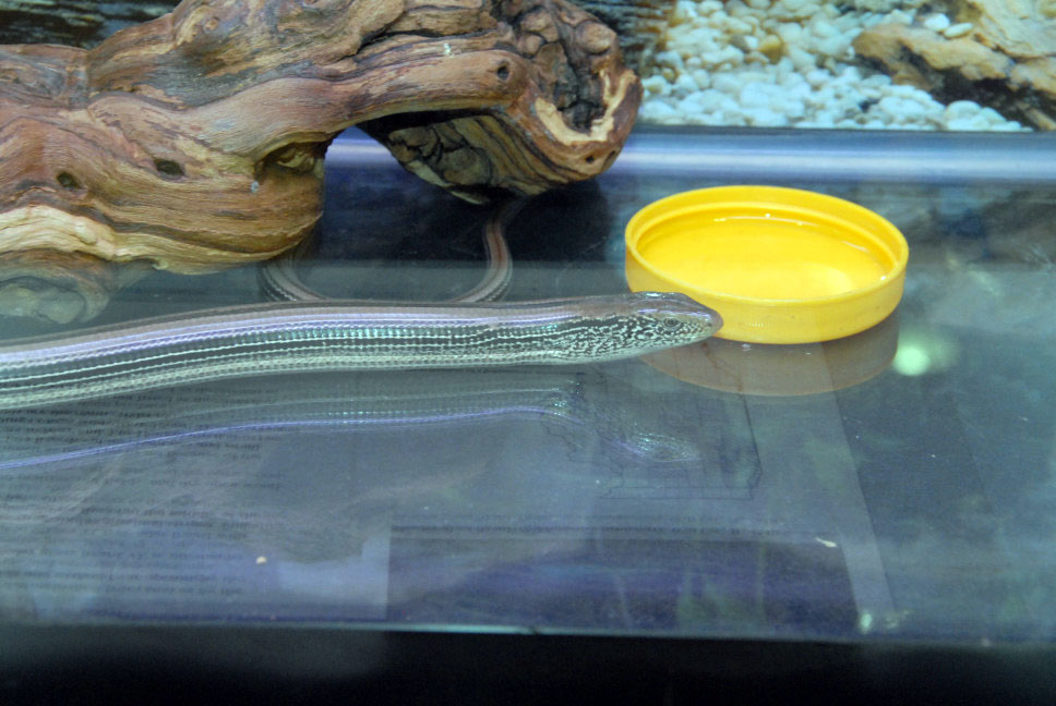 Reptile Fest 2010