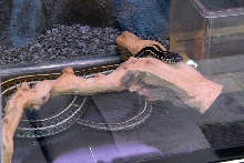 Reptile Fest 2010