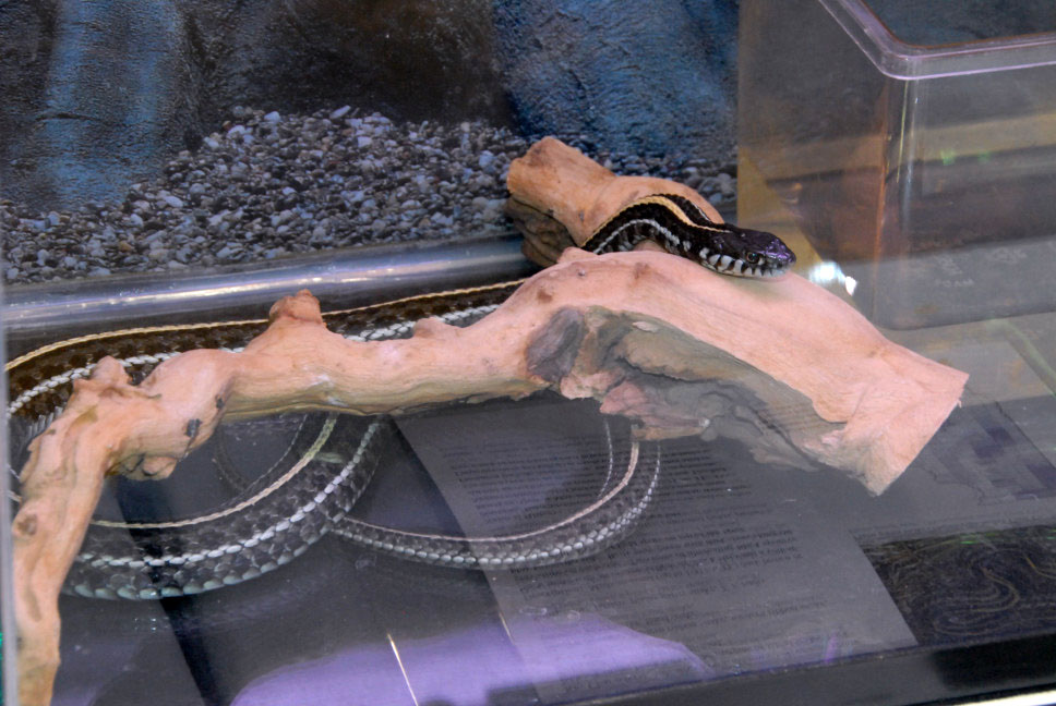 Reptile Fest 2010