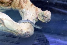 Reptile Fest 2010