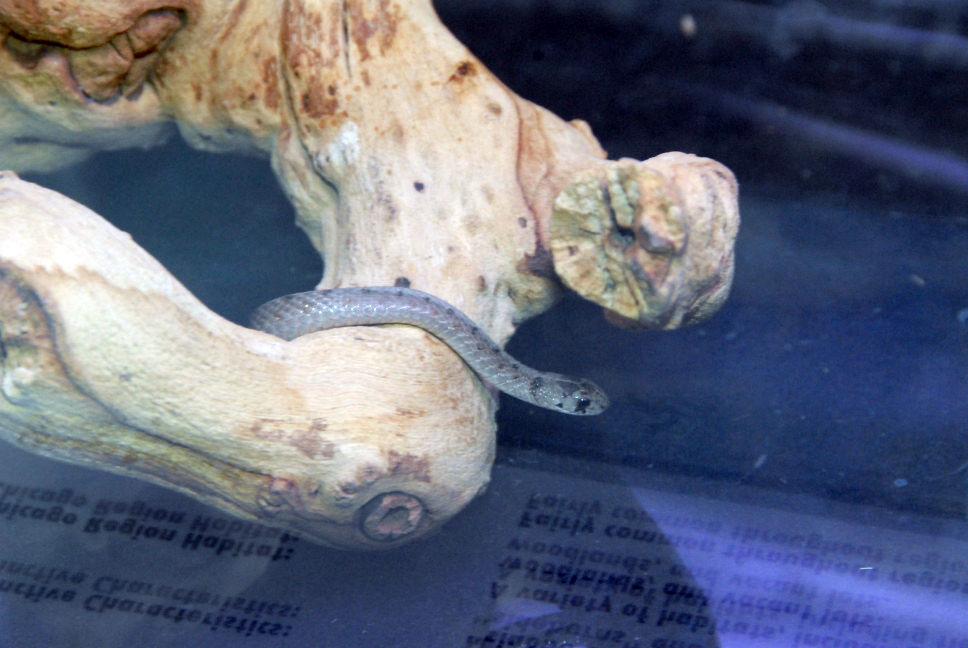 Reptile Fest 2010