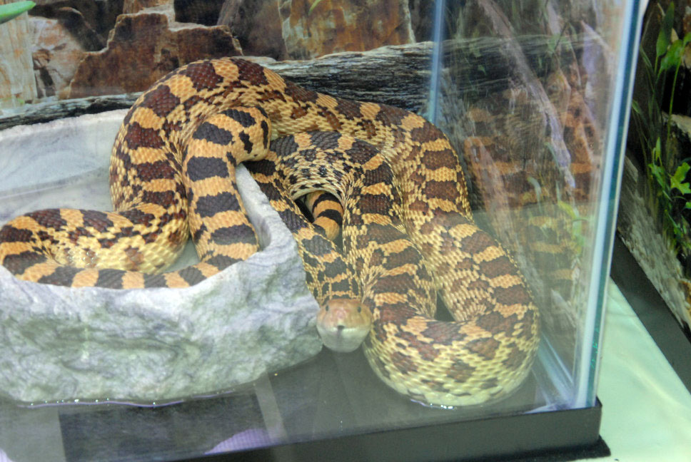 Reptile Fest 2010