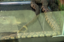 Reptile Fest 2010