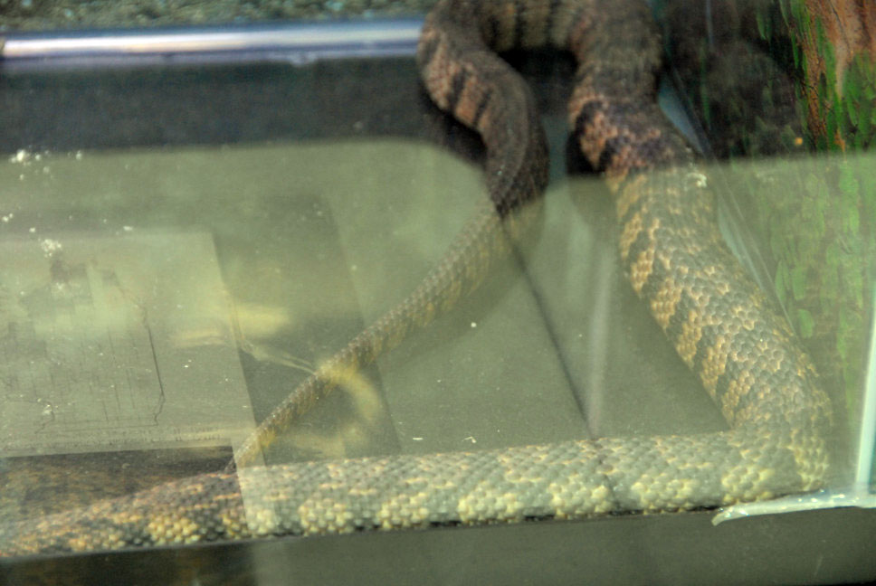 Reptile Fest 2010