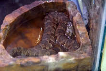 Reptile Fest 2010