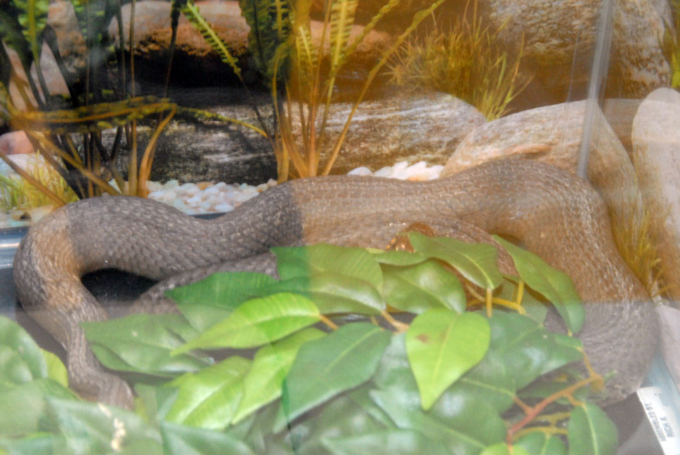 Reptile Fest 2010
