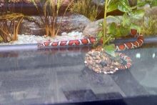 Reptile Fest 2010