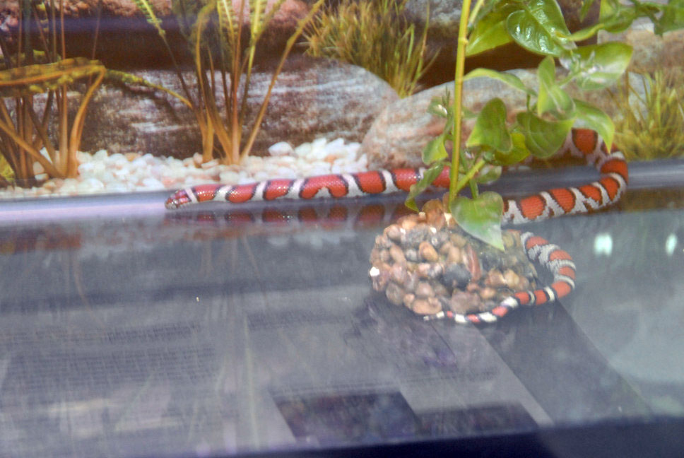 Reptile Fest 2010