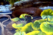 Reptile Fest 2010