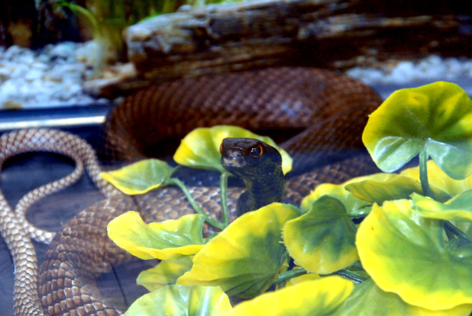 Reptile Fest 2010
