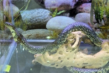 Reptile Fest 2010