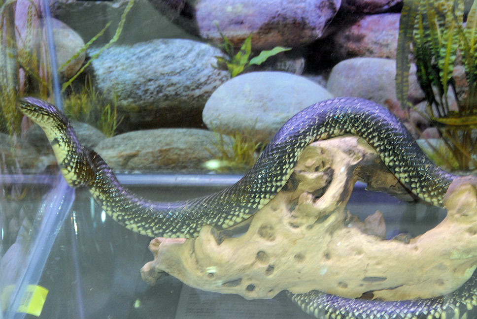 Reptile Fest 2010