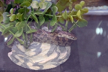 Reptile Fest 2010