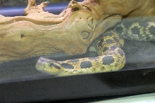 Reptile Fest 2010