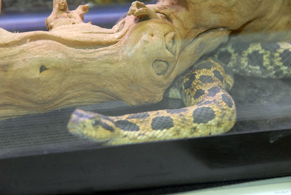 Reptile Fest 2010