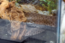 Reptile Fest 2010