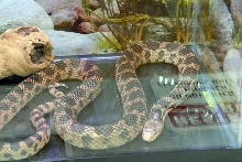 Reptile Fest 2010