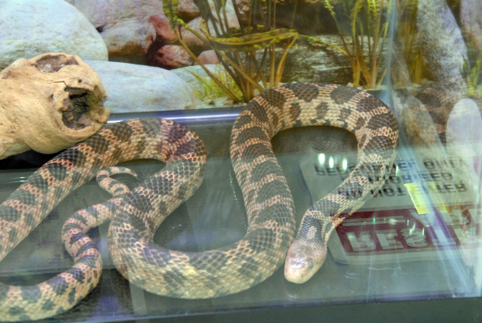 Reptile Fest 2010