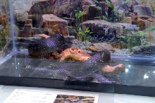 Reptile Fest 2010