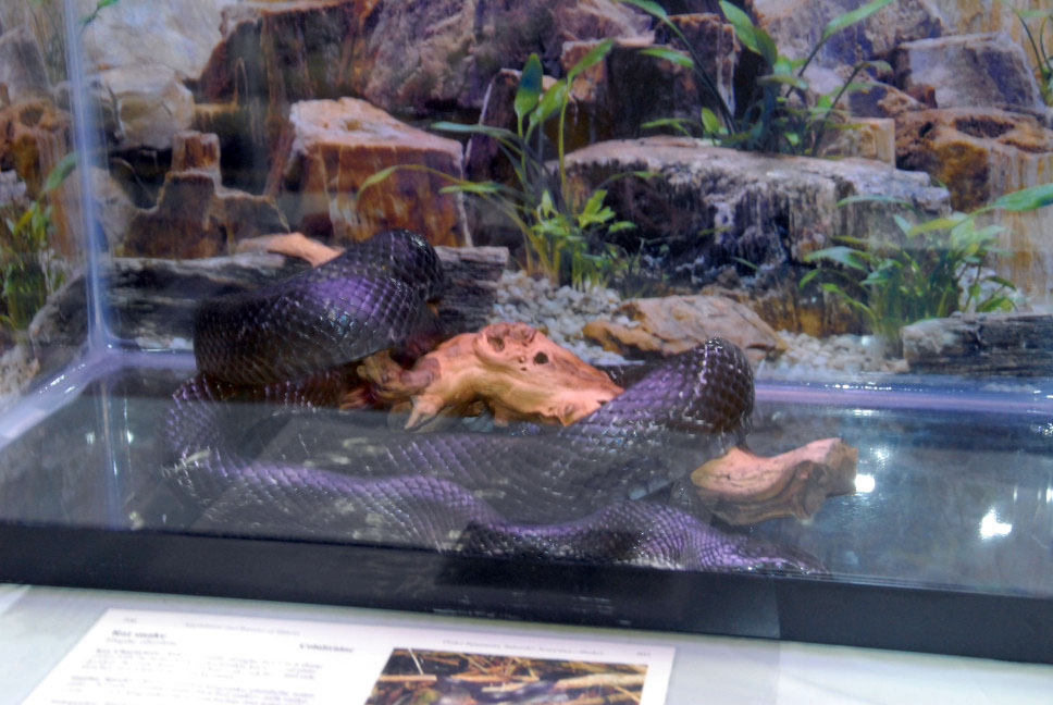 Reptile Fest 2010