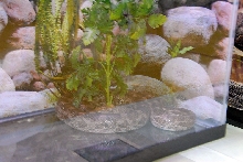 Reptile Fest 2010