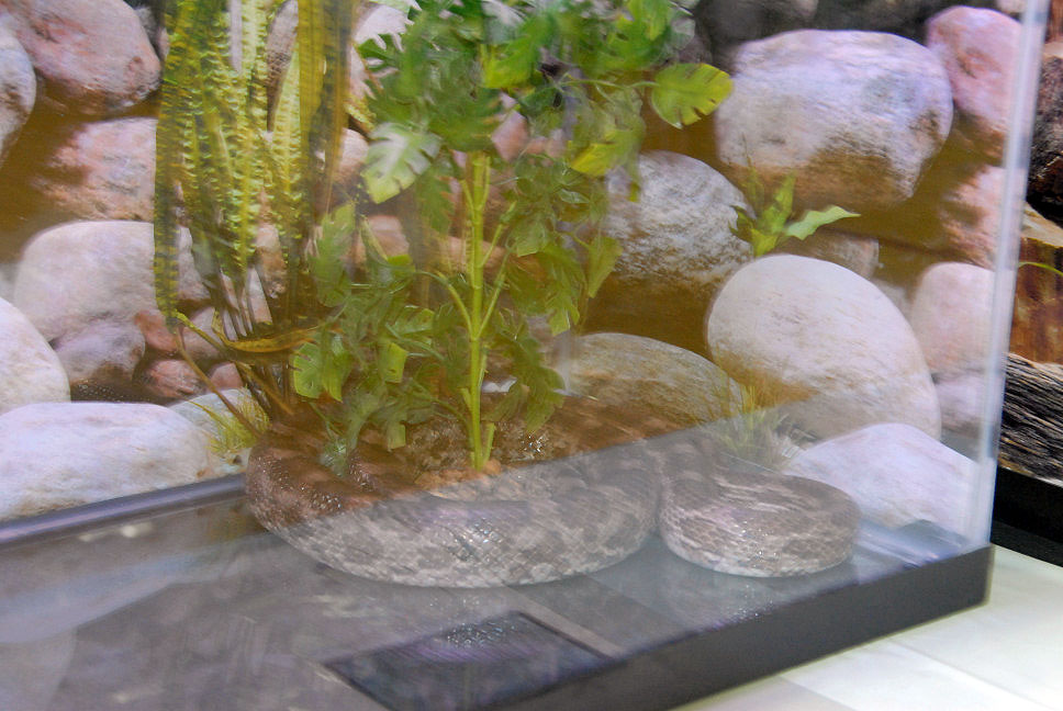 Reptile Fest 2010