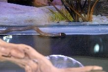 Reptile Fest 2010