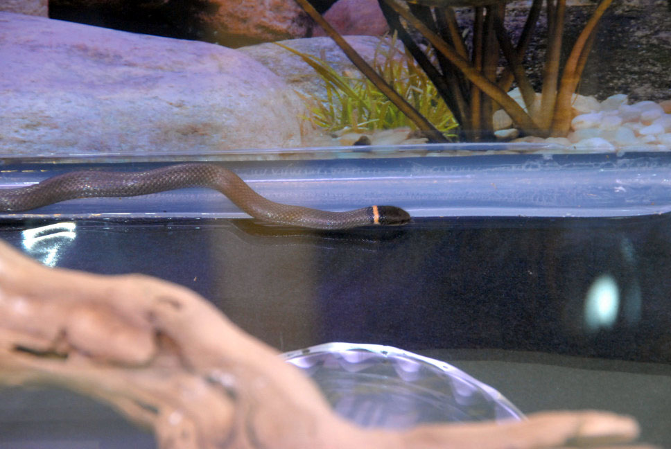 Reptile Fest 2010