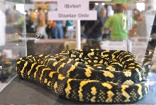 Scenes from Daytona NRBE 2011