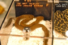 Scenes from Daytona NRBE 2011