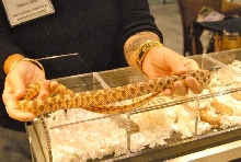Scenes from Daytona NRBE 2011