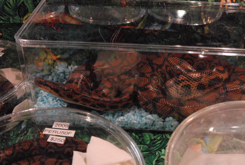 Scenes from Daytona NRBE 2011