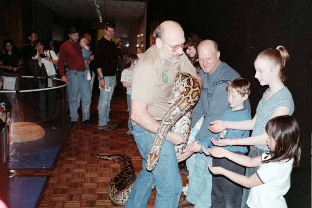 Burmese Python