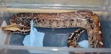 male 06 garby sarawak