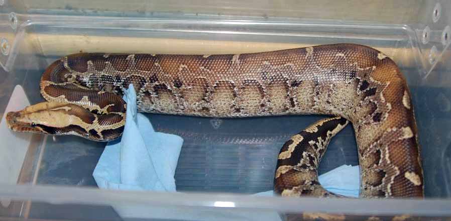 male 06 garby sarawak