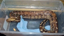 male 06 garby sarawak