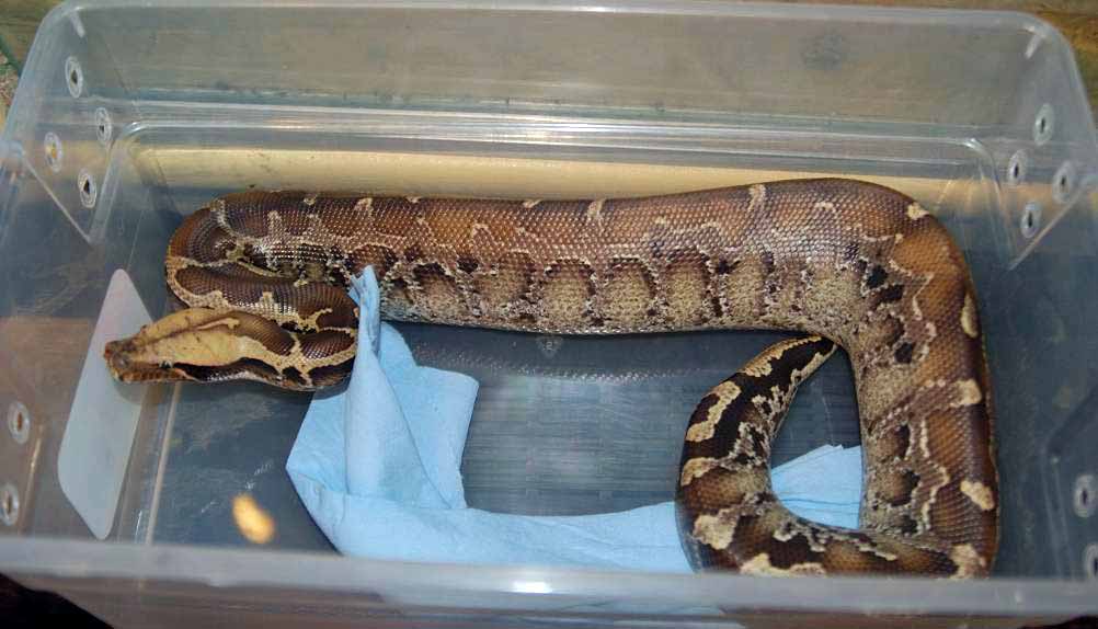 male 06 garby sarawak