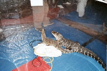 Crocodilian Display MPM Snake Days 2003