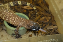 Cindy visits Glades Herps