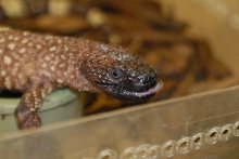 Cindy visits Glades Herps