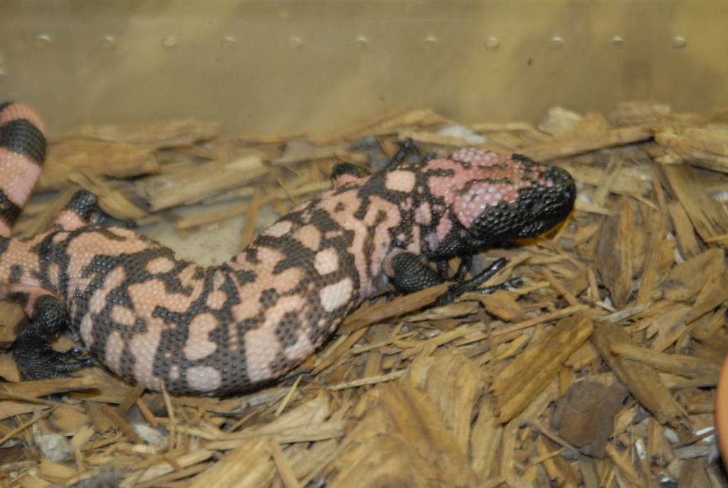 kingsnake.com visits Glades Herp during NRBE 2010, Bushnell, Florida - phot