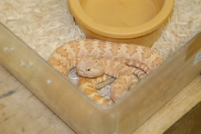 kingsnake.com visits Glades Herp during NRBE 2010, Bushnell, Florida - phot
